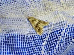 Cynaeda dentalis
