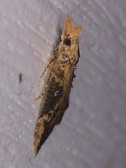 Hypena humuli