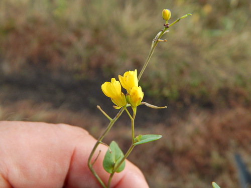 Brassica rapa observed 2026-10-21