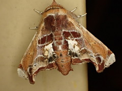 Eutelia pulcherrimus