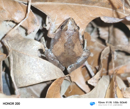 Microhyla fissipes observed 2026-10-25