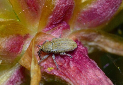 Sibinia sodalis