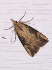 Hypena humuli