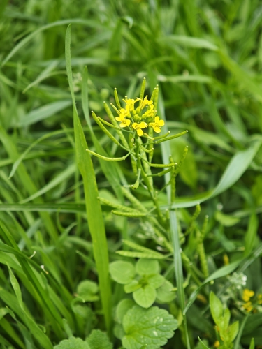 Erysimum cheiranthoides observed 2026-10-25