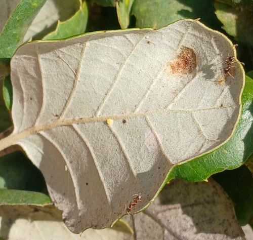 Linepithema humile observed 2026-10-24
