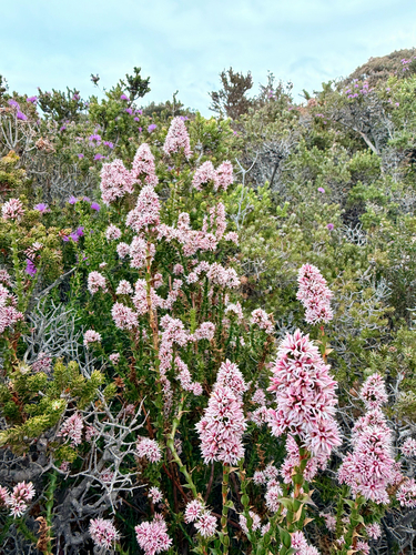 Sprengelia incarnata observed 2026-10-24
