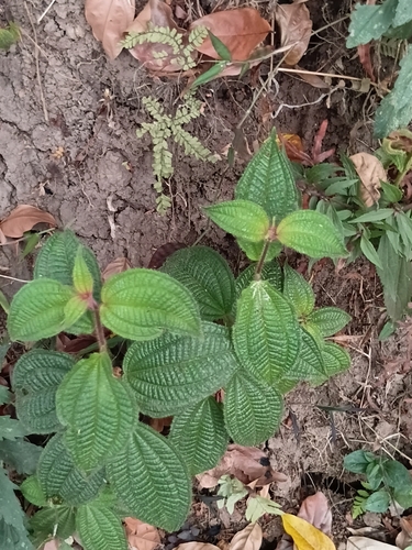Miconia crenata observed 2026-10-25