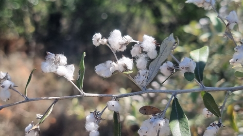 Gordonia observed 2026-10-24