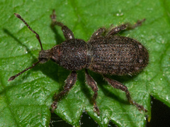 Dyslobus ursinus