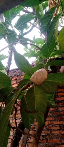Morinda observed 2026-10-25