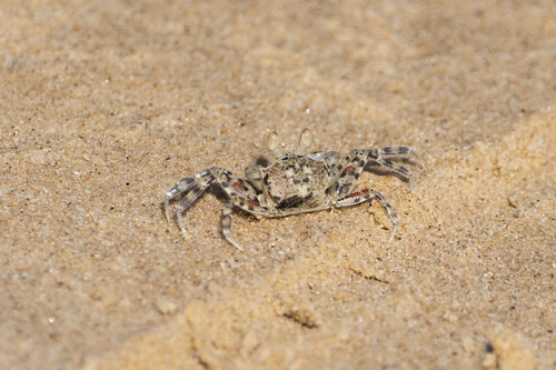 Ocypode ceratophthalmus observed 2026-10-25