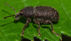 Dyslobus ursinus