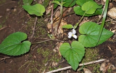 Viola ocellata