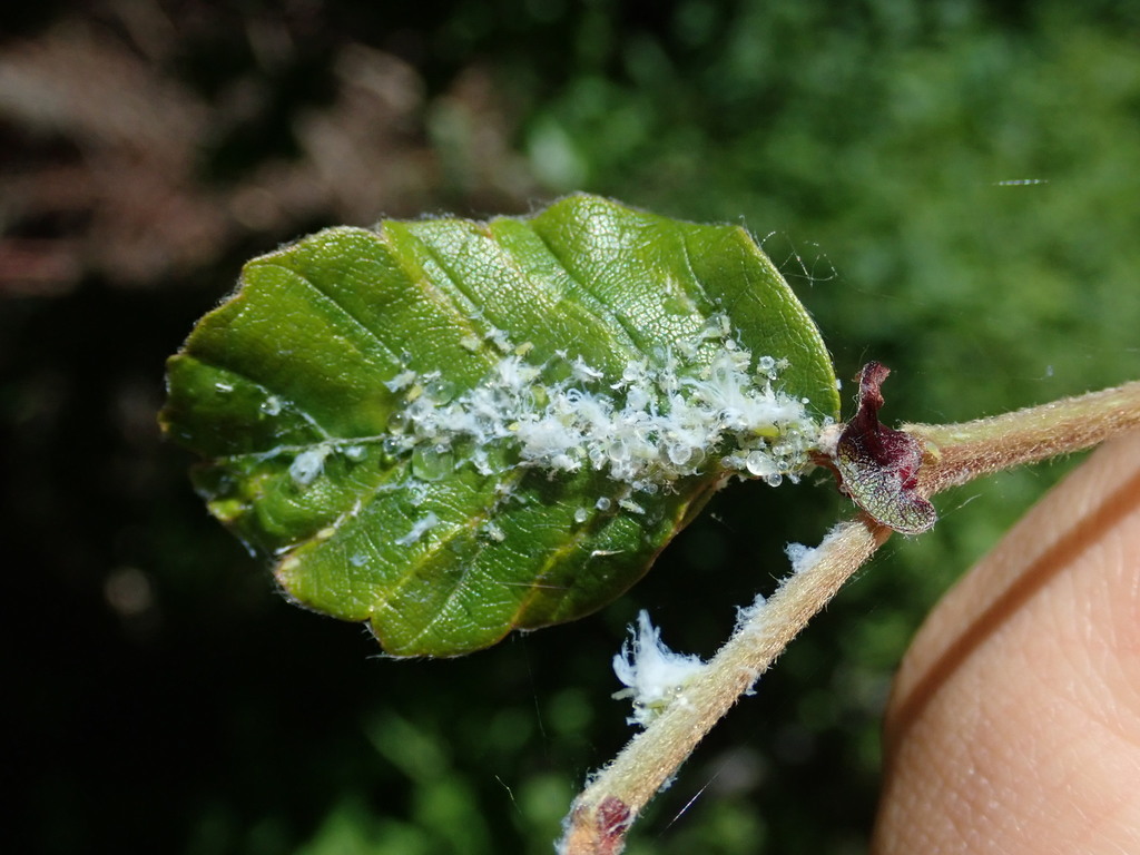 Woolly Beech Aphid