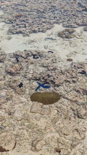 Linckia laevigata observed 2026-10-25