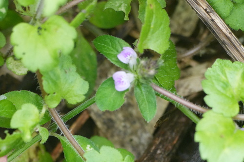 Rostellularia procumbens observed 2026-10-25