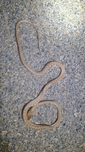 Boiga irregularis observed 2026-10-24