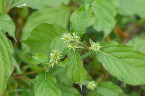 Achyranthes bidentata observed 2026-10-25