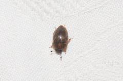 Amphicrossus ciliatus