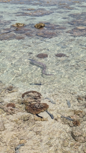 Gymnothorax pictus observed 2026-10-25