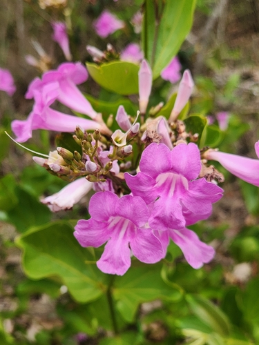 Fridericia platyphylla observed 2026-10-24