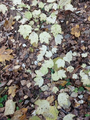 Ribes alpinum observed 2026-10-25