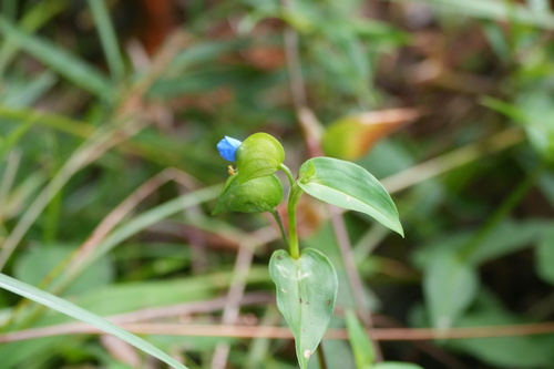 Commelina communis, 2026-10-25