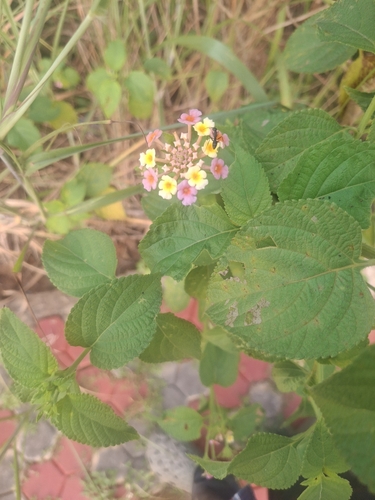 Lantana camara observed 2026-10-25