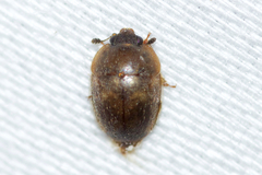 Amphicrossus ciliatus