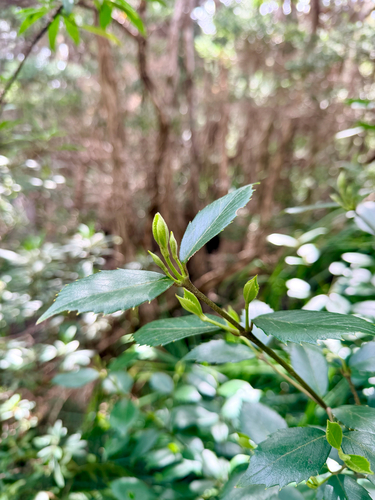 Atherosperma moschatum observed 2026-10-24