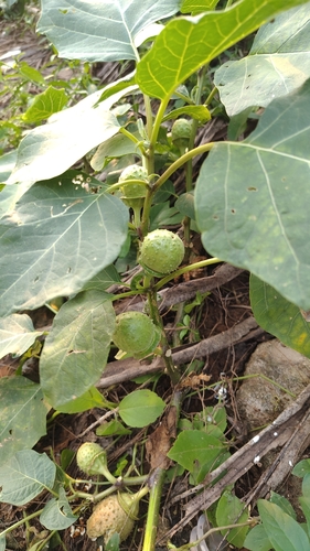 Datura metel observed 2026-10-25