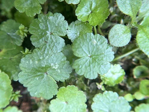 Hydrocotyle sibthorpioides observed 2026-10-10