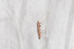 Caloptilia invariabilis