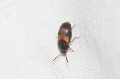 Mycetophagus punctatus
