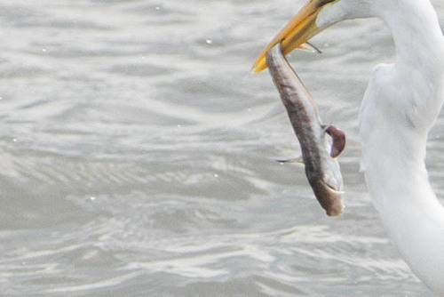Plotosus observed 2026-10-25