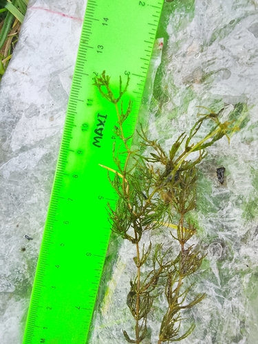 Ceratophyllum demersum observed 2026-10-25