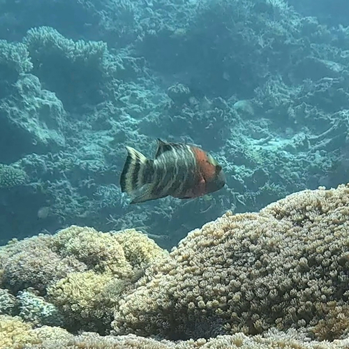 Cheilinus fasciatus observed 2026-10-25