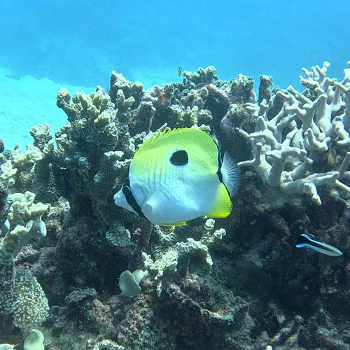 Chaetodon unimaculatus observed 2026-10-25