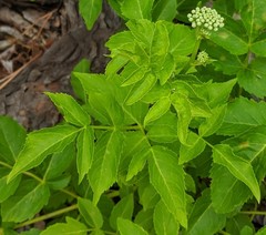 Aralia hispida