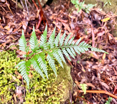 Rumohra adiantiformis observed 2026-10-25