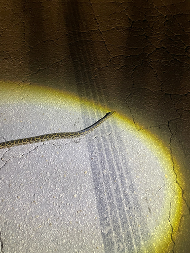 Python molurus, 2026-10-24