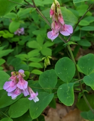 Lathyrus venosus