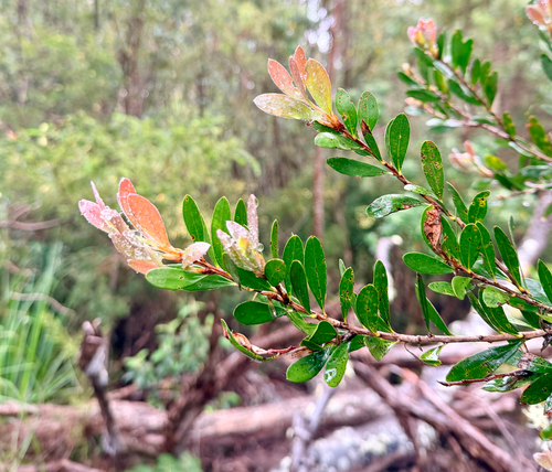 Melaleuca pallida observed 2026-10-25