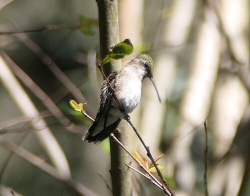 Black-chinned Hummingbird