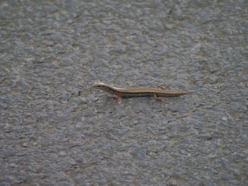 Scincella reevesii observed 2026-10-25