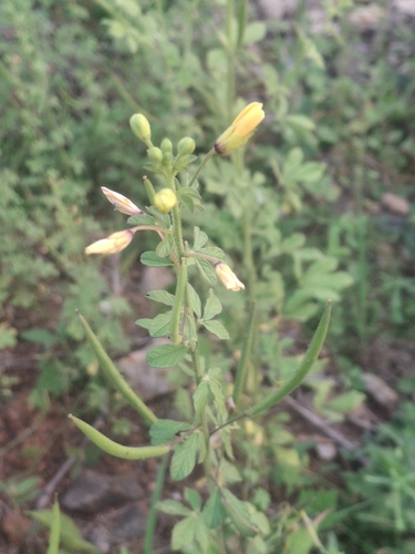 Arivela viscosa observed 2026-10-25