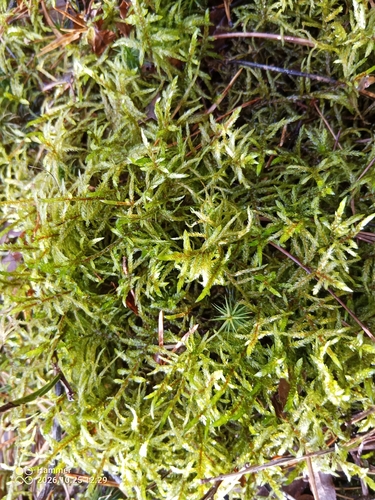 Pleurozium schreberi observed 2026-10-25