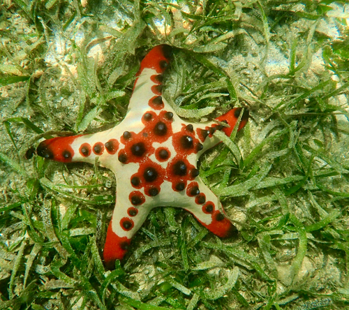 Oreaster observed 2026-10-25