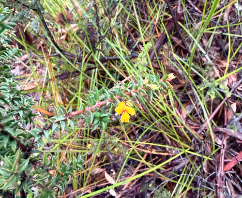 Pultenaea juniperina observed 2026-10-25