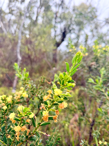 Acacia genistifolia, 2026-10-25